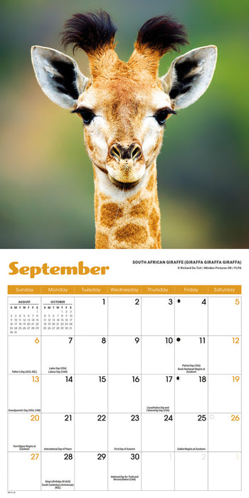 Baby Animals 2026 Mini Wall Calendar