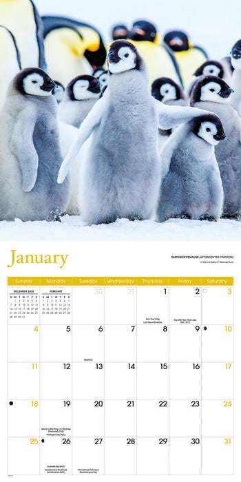 Baby Animals 2026 Square Wall Calendar