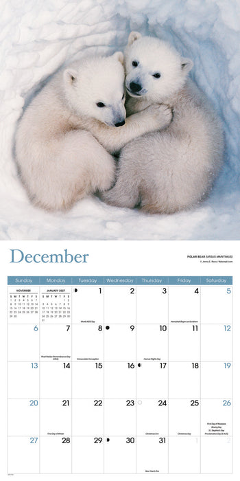 Baby Animals 2026 Square Wall Calendar