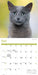 Cats 2026 Square Wall Calendar