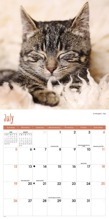 Cats 2026 Square Wall Calendar