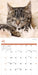 Cats 2026 Square Wall Calendar