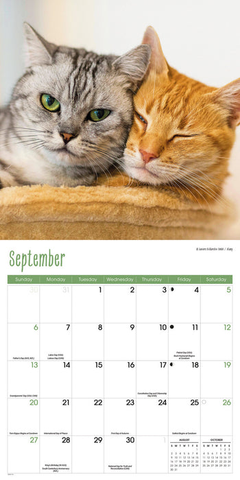 Cats 2026 Square Wall Calendar