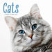 Cats 2026 Square Wall Calendar