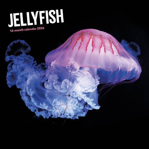 Jellyfish 2026 Square Wall Calendar