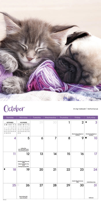 Kittens and Puppies 2026 Mini Wall Calendar