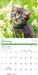 Kittens 2026 Mini Wall Calendar