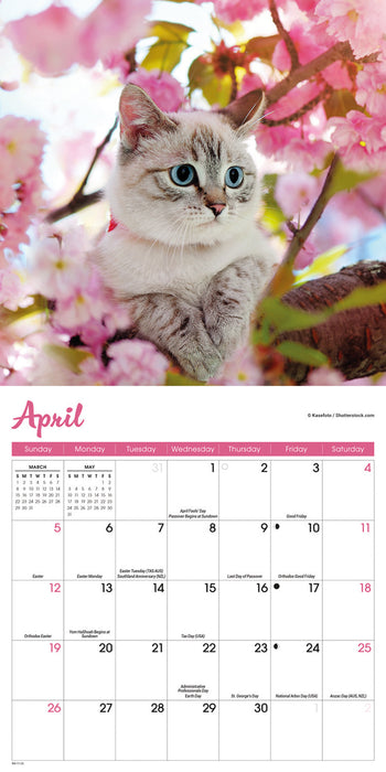 Kittens 2026 Mini Wall Calendar