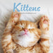 Kittens 2026 Mini Wall Calendar