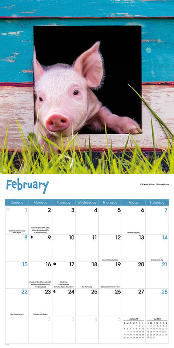 Mini Pigs 2026 Square Wall Calendar