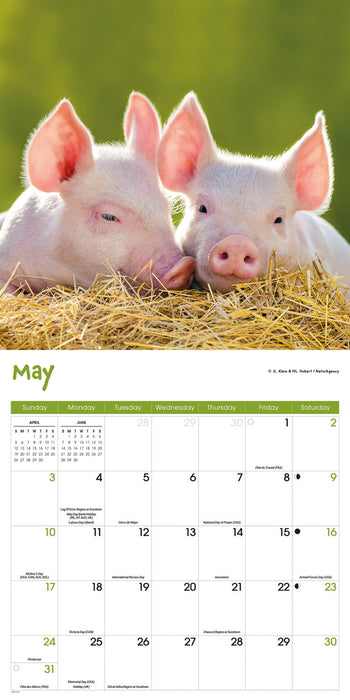 Mini Pigs 2026 Square Wall Calendar