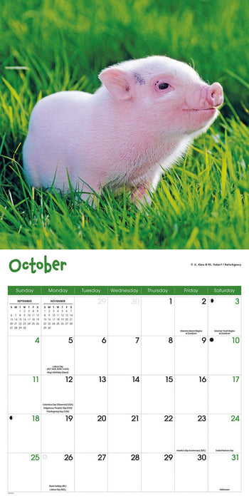 Mini Pigs 2026 Square Wall Calendar