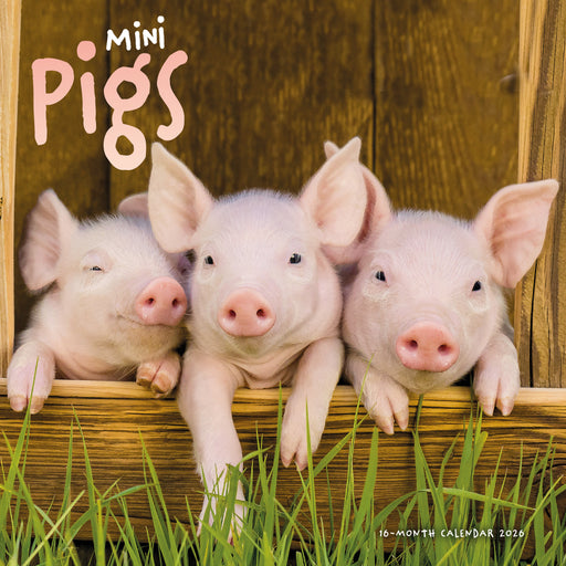 Mini Pigs 2026 Square Wall Calendar