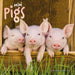 Mini Pigs 2026 Square Wall Calendar