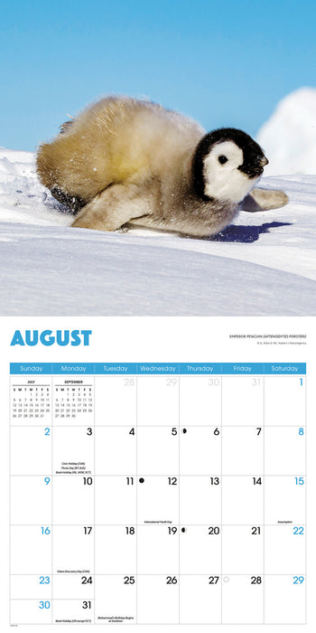 Penguins 2026 Square Wall Calendar