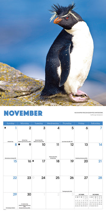 Penguins 2026 Square Wall Calendar
