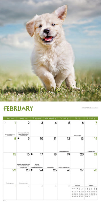 Playful Puppies 2026 Square Wall Calendar