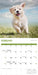 Playful Puppies 2026 Square Wall Calendar