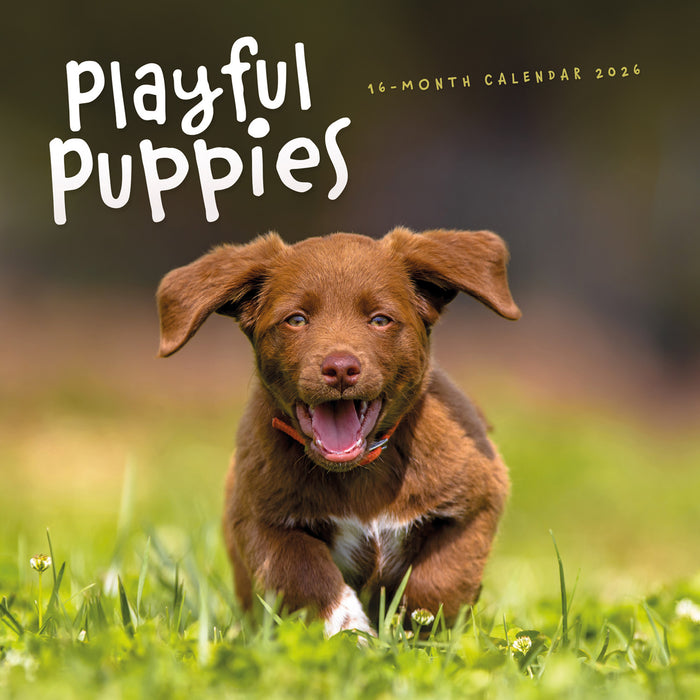 Playful Puppies 2026 Square Wall Calendar