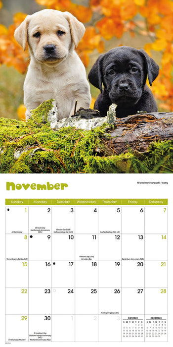 Puppies 2026 Mini Wall Calendar