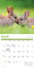 Rabbits 2026 Square Wall Calendar