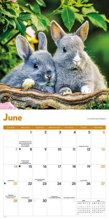 Rabbits 2026 Square Wall Calendar