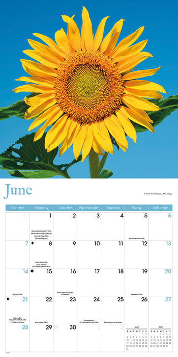 Sunflowers 2026 Square Wall Calendar