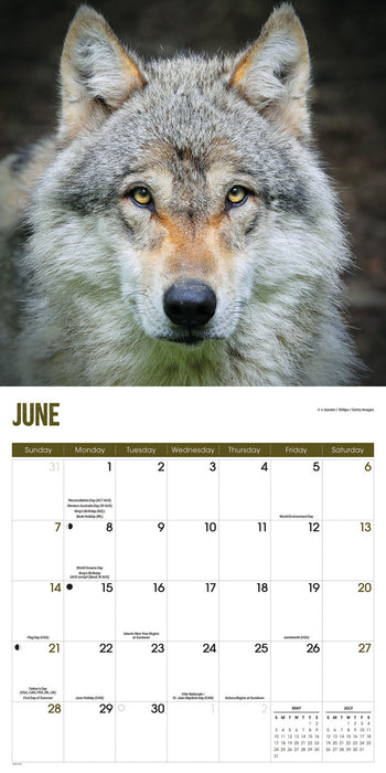 Wolves 2026 Square Wall Calendar