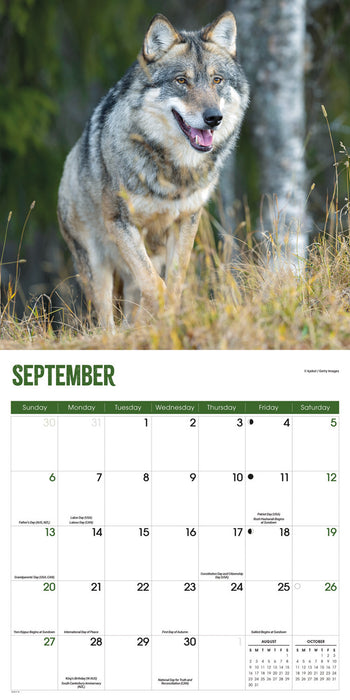Wolves 2026 Square Wall Calendar