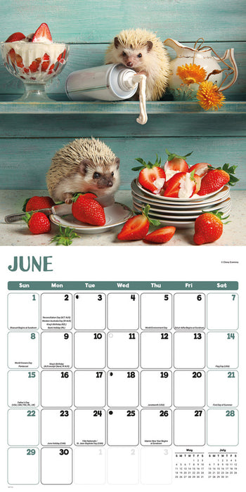 2025 Hedgehogs! Wall Calendar