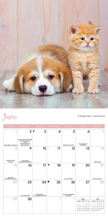 2025 Kittens & Puppies Mini Wall Calendar