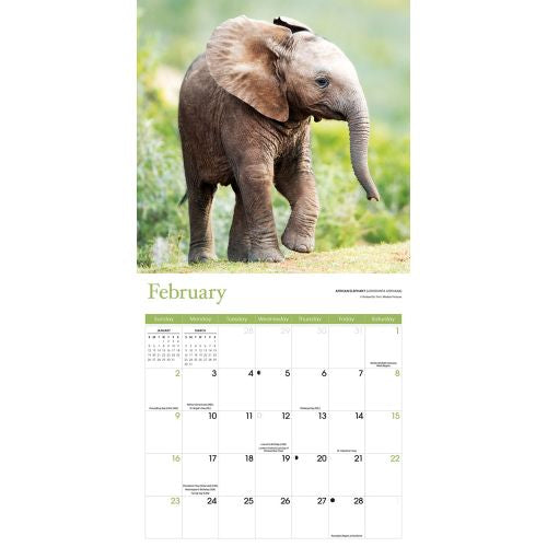 2025 Baby Animals Wall Calendar