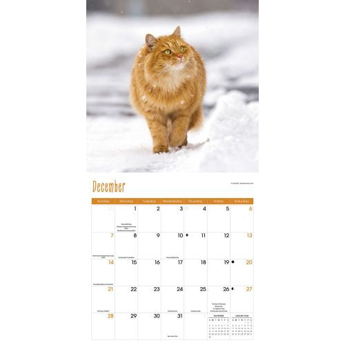 2025 Cats Wall Calendar