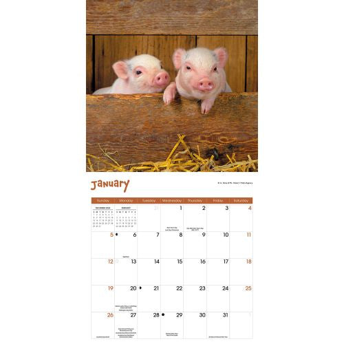 2025 Mini Pigs Wall Calendar