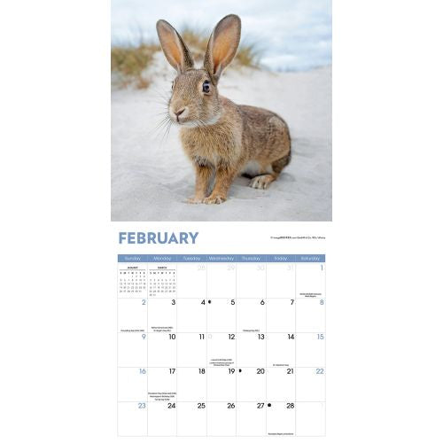 2025 Rabbits Wall Calendar