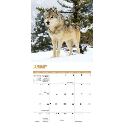 2025 Wolves Wall Calendar