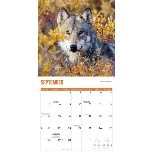 2025 Wolves Wall Calendar