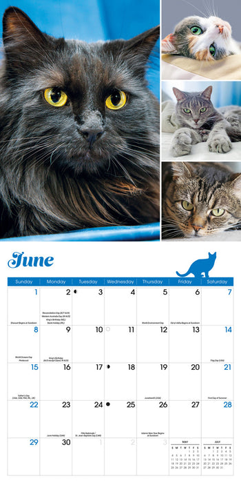 2025 Cat Lovers Wall Calendar