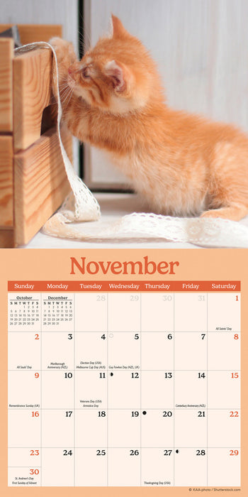 2025 Curious Kittens Mini Wall Calendar