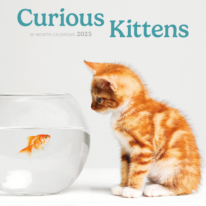 2025 Curious Kittens Mini Wall Calendar