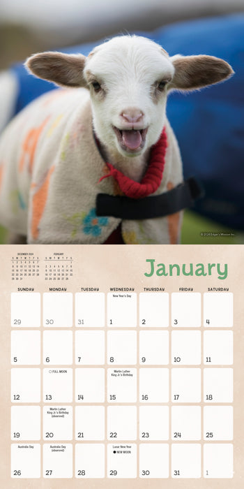 2025 Lambies in Jammies & Goats in Coats Mini Wall Calendar