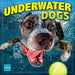 Underwater Dogs 2026 Square Wall Calendar