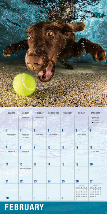 Underwater Dogs 2027 Square Wall Calendar