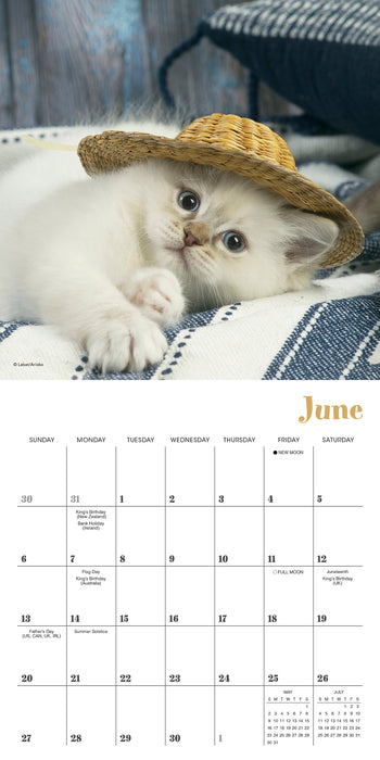 Cats in Hats 2027 Mini Wall Calendar