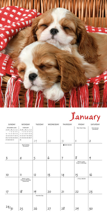 Pooped Puppies 2027 Mini Wall Calendar