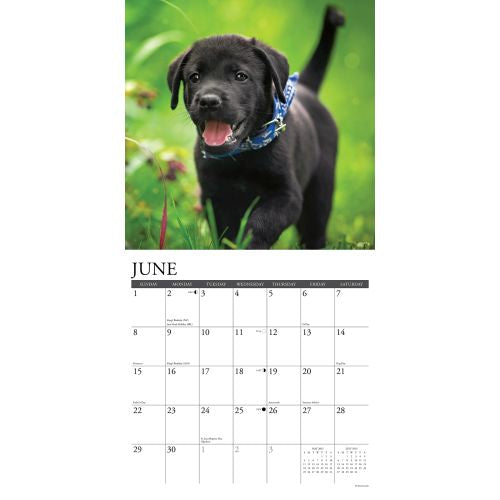 2025 Black Lab Puppies Wall Calendar (Online Exclusive)