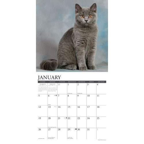 2025 British Shorthair Cats Wall Calendar