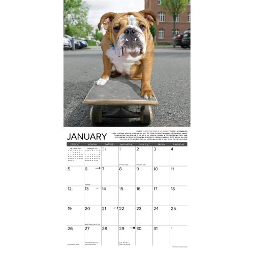 2025 Bulldog Bad Boys Wall Calendar by  Willow Creek Press from Calendar Club