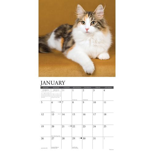 2025 Calico Cats Wall Calendar