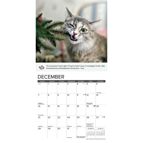 2025 Cat Shaming Wall Calendar by  Willow Creek Press from Calendar Club